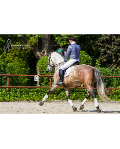 Hongre 2006 Belgique