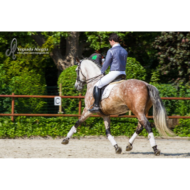 Hongre 2006 Belgique