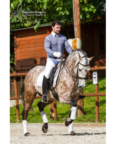 Hongre 2006 Belgique