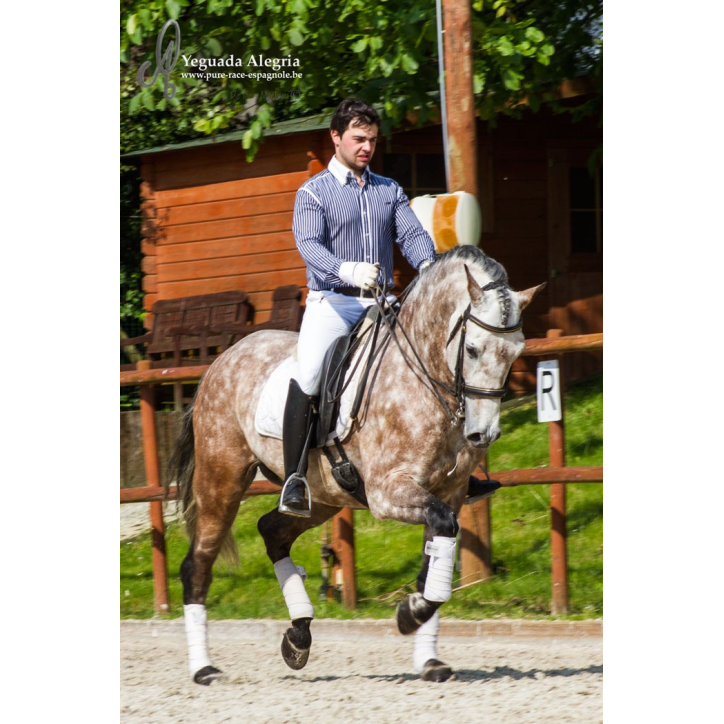 Hongre 2006 Belgique