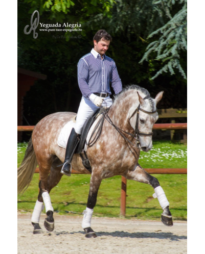 Hongre 2006 Belgique