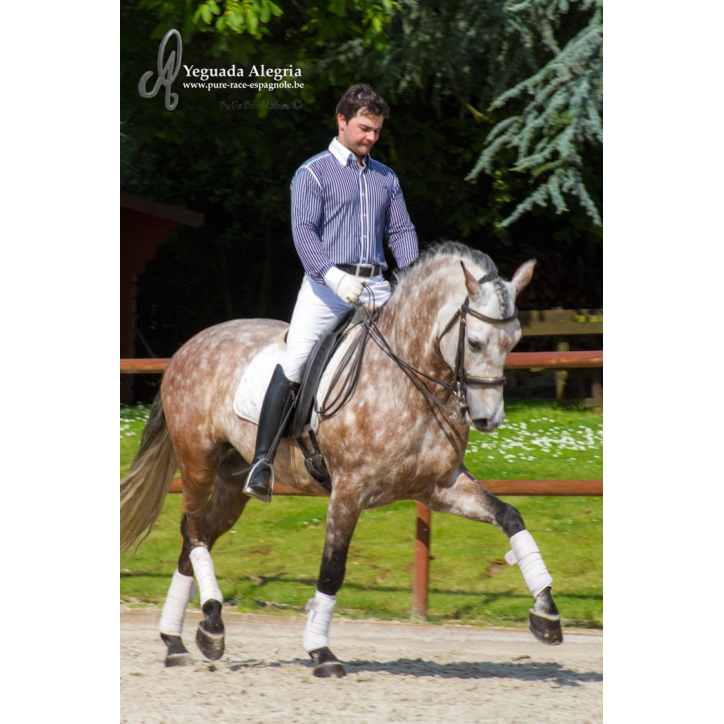 Hongre 2006 Belgique