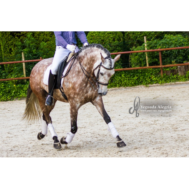 Hongre 2006 Belgique