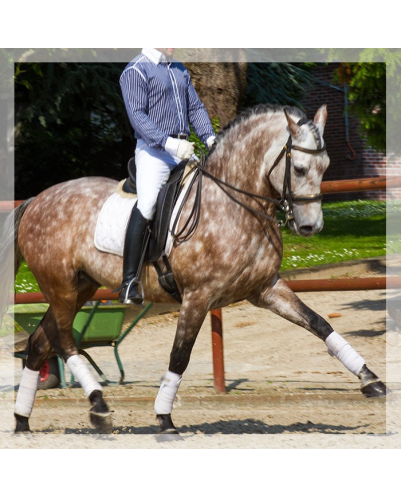 Hongre 2006 Belgique