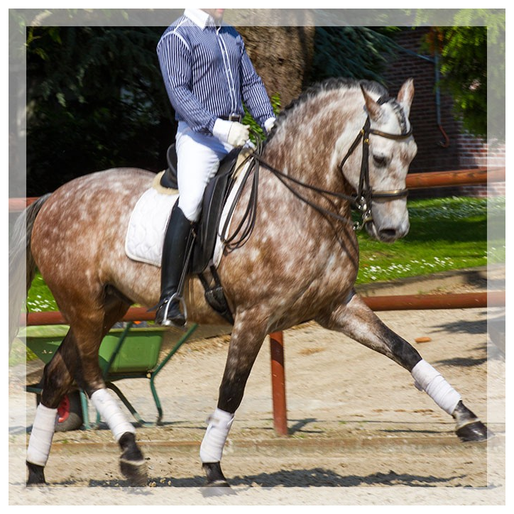 Hongre 2006 Belgique