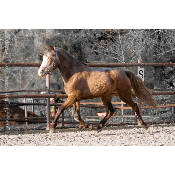 Etalon de 3 ans Etalon de 3 ans