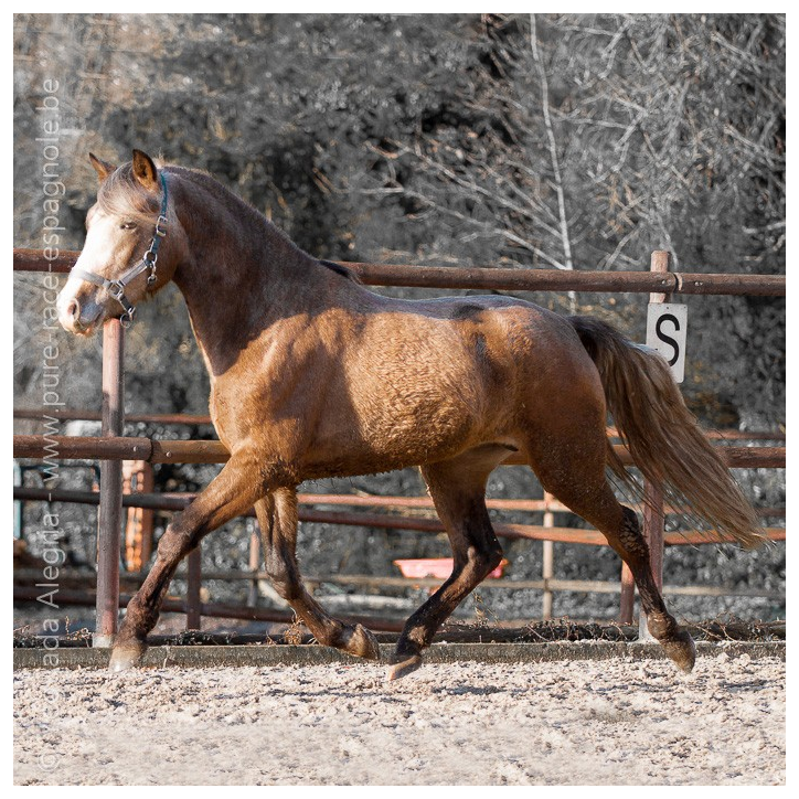 Etalon de 3 ans Etalon de 3 ans