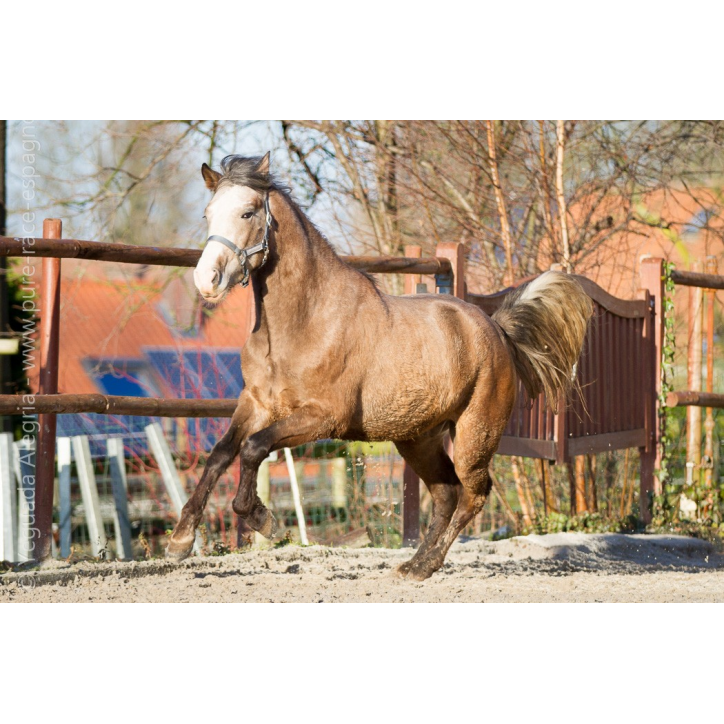 Etalon de 3 ans Etalon de 3 ans