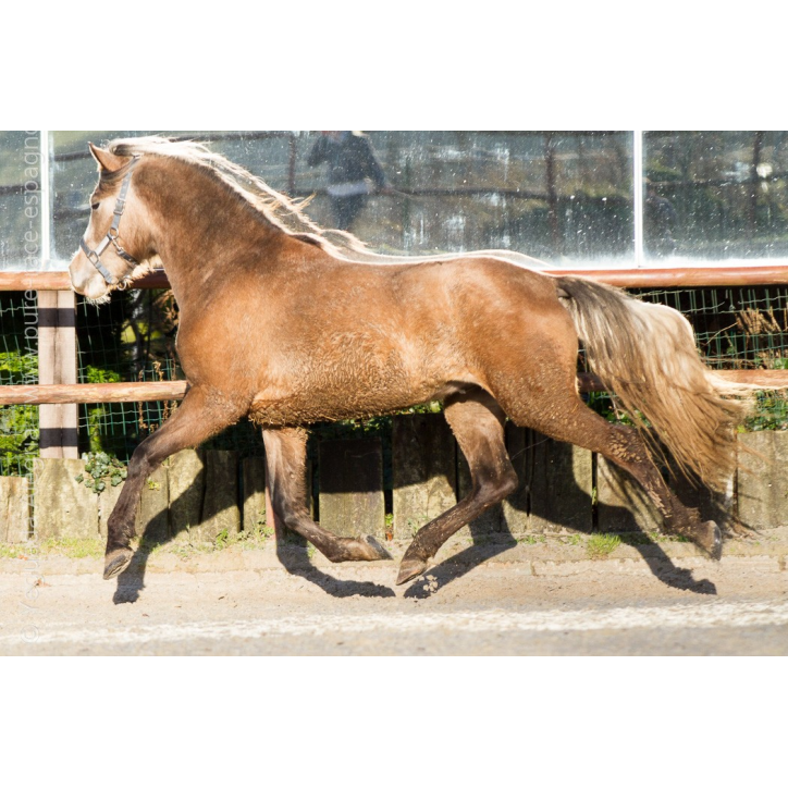 Etalon de 3 ans Etalon de 3 ans