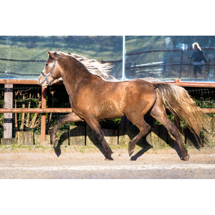 Etalon de 3 ans Etalon de 3 ans