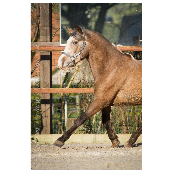 Etalon de 3 ans Etalon de 3 ans