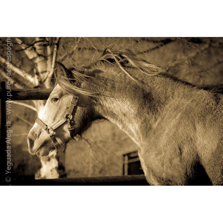 Etalon de 3 ans Etalon de 3 ans