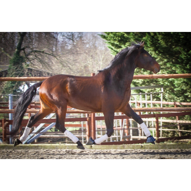 Hongre de 6 ans Hongre de 6 ans