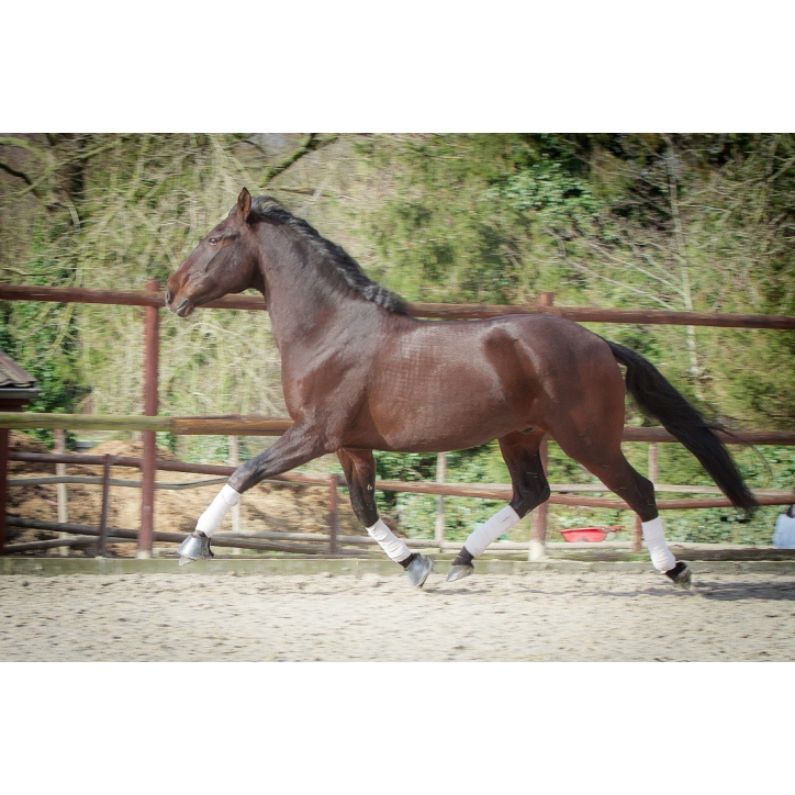 Hongre de 6 ans Hongre de 6 ans