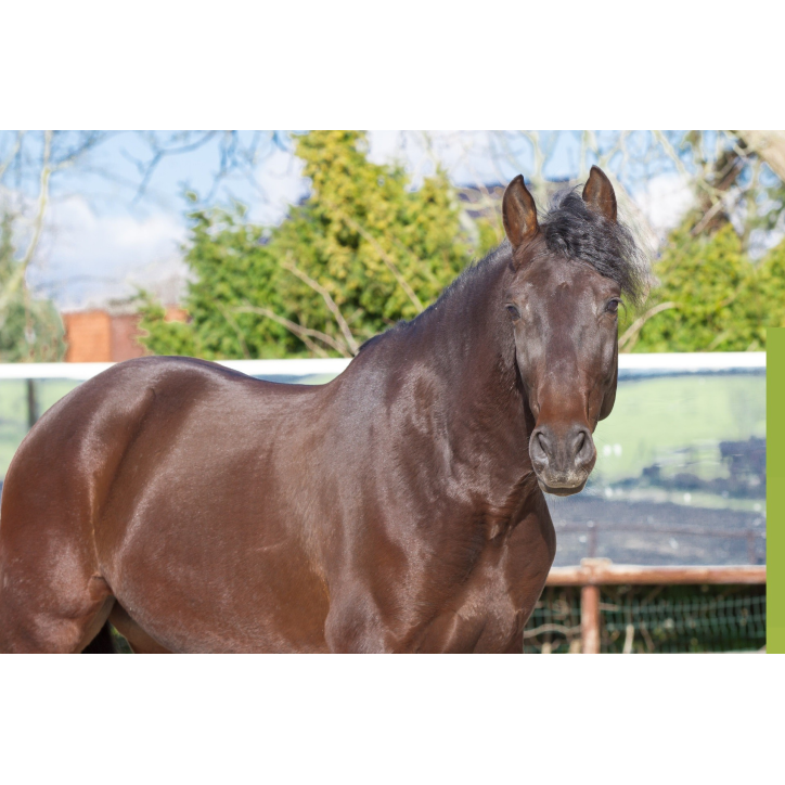 Hongre de 6 ans Hongre de 6 ans