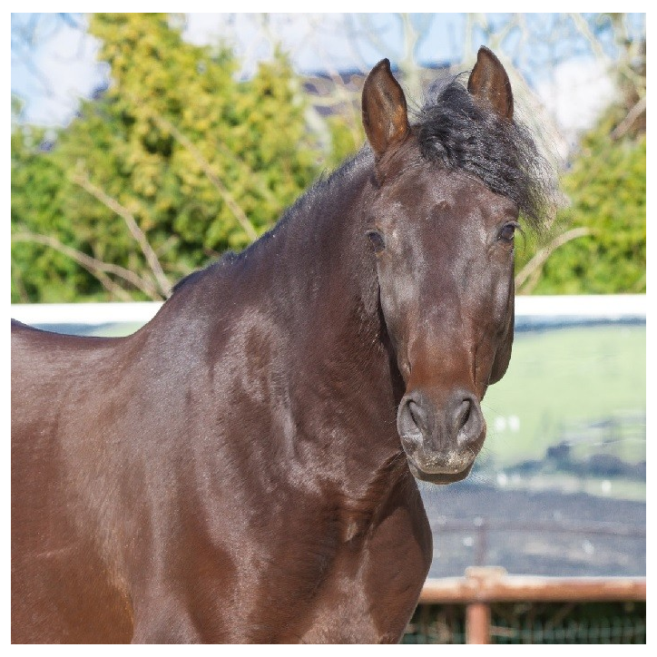 Hongre de 6 ans Hongre de 6 ans