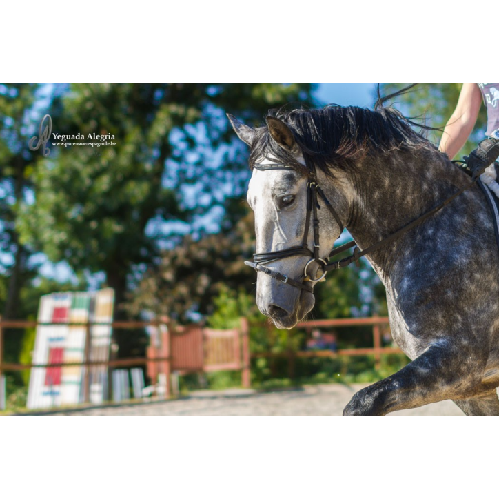 Belgique: étalon 5 ans