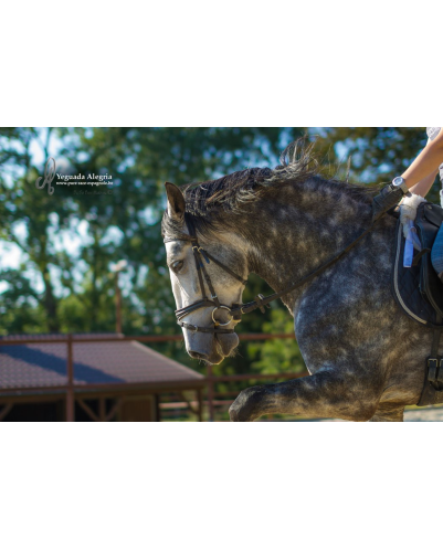 Belgique: étalon 5 ans