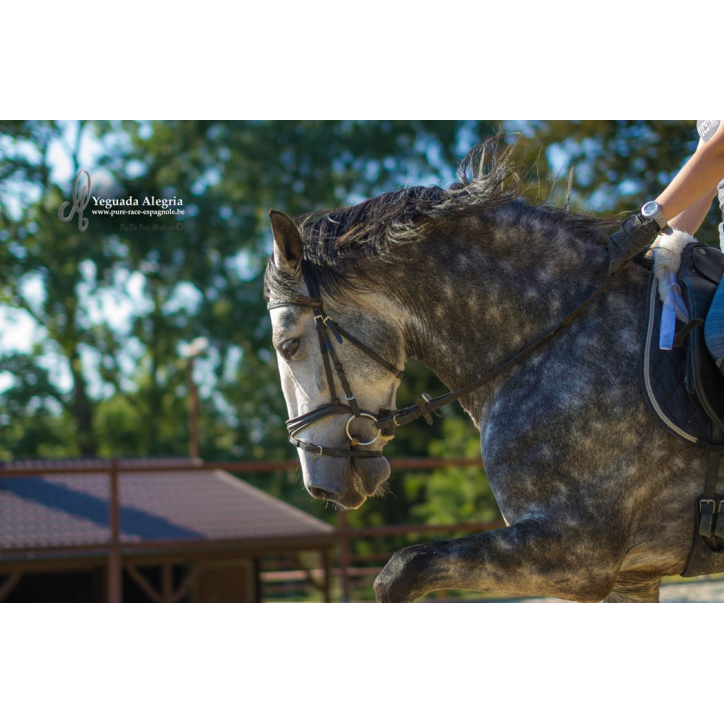 Belgique: étalon 5 ans