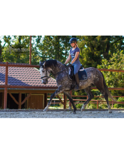 Belgique: étalon 5 ans