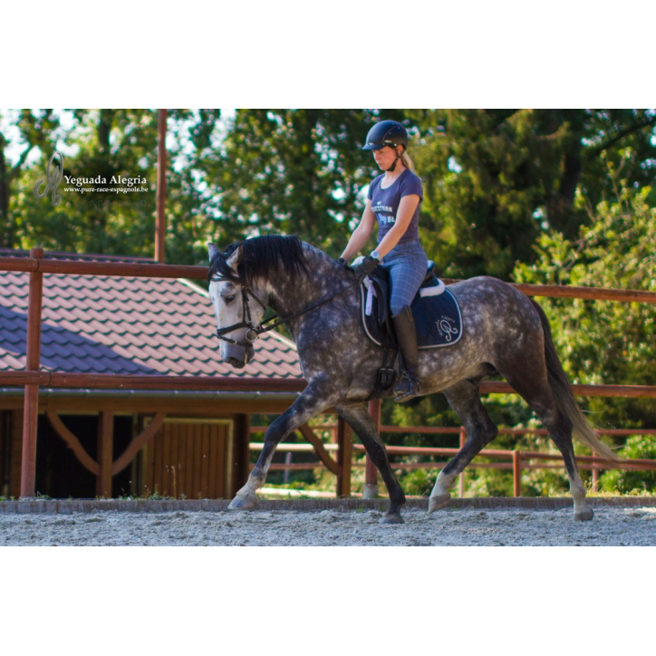 Belgique: étalon 5 ans