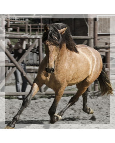 Belgique: Hongre 6 ans