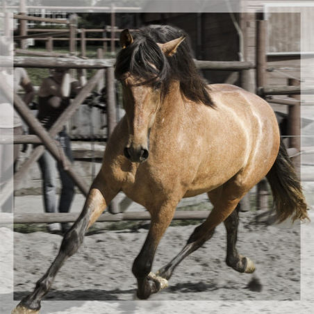 Belgique: Hongre 6 ans