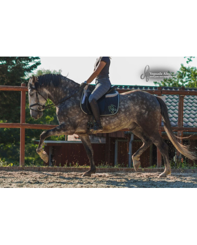 Belgique: étalon 5 ans