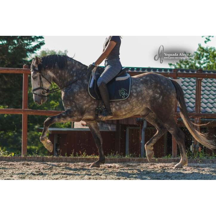 Belgique: étalon 5 ans