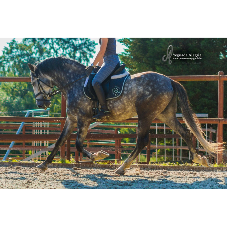 Belgique: étalon 5 ans