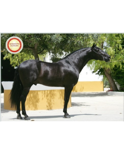 Belgique: étalon 5 ans