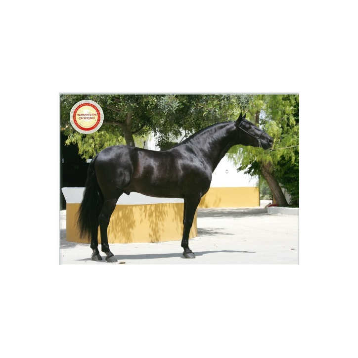 Belgique: étalon 5 ans