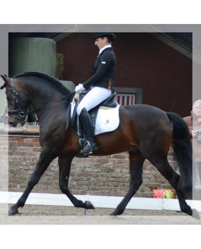 Cheval de Concours « Belgique »