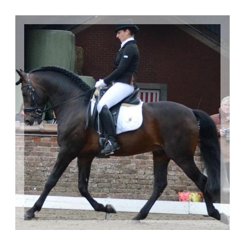 Cheval de Concours « Belgique »