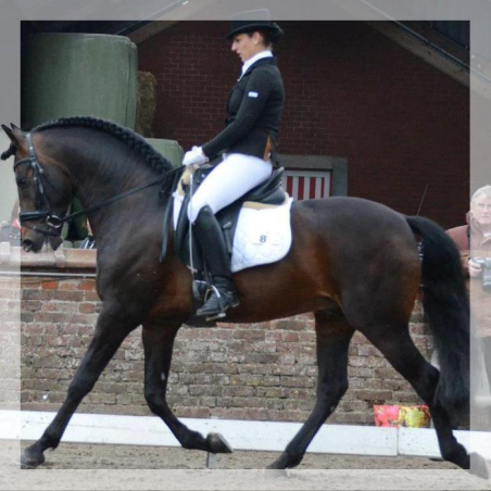 Cheval de Concours « Belgique »