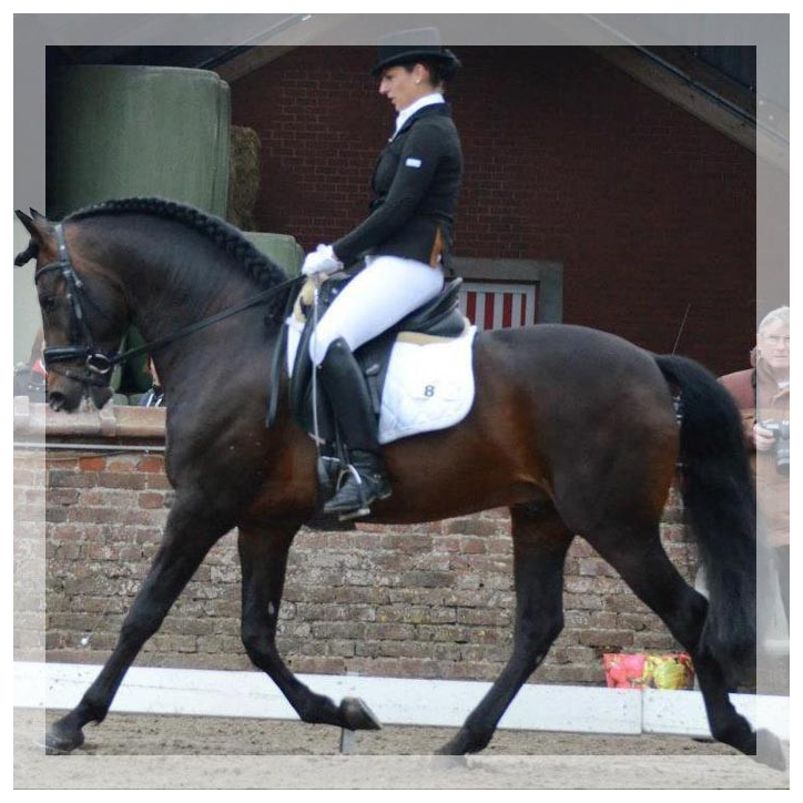 Cheval de Concours « Belgique »