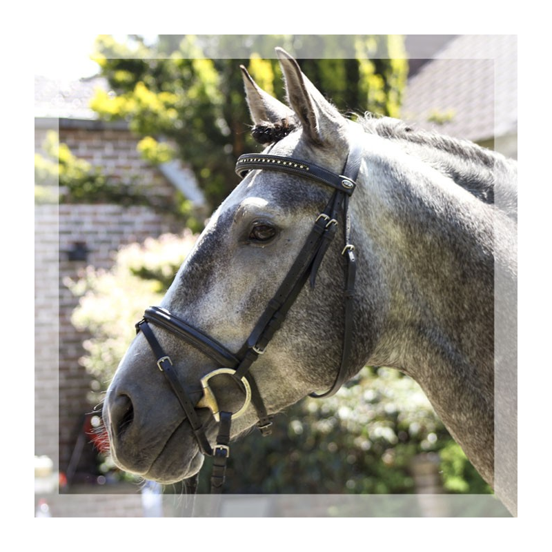 Cheval de concours et loisir Belgique
