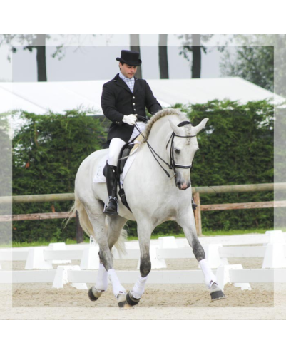 Cheval St-George « Belgique »