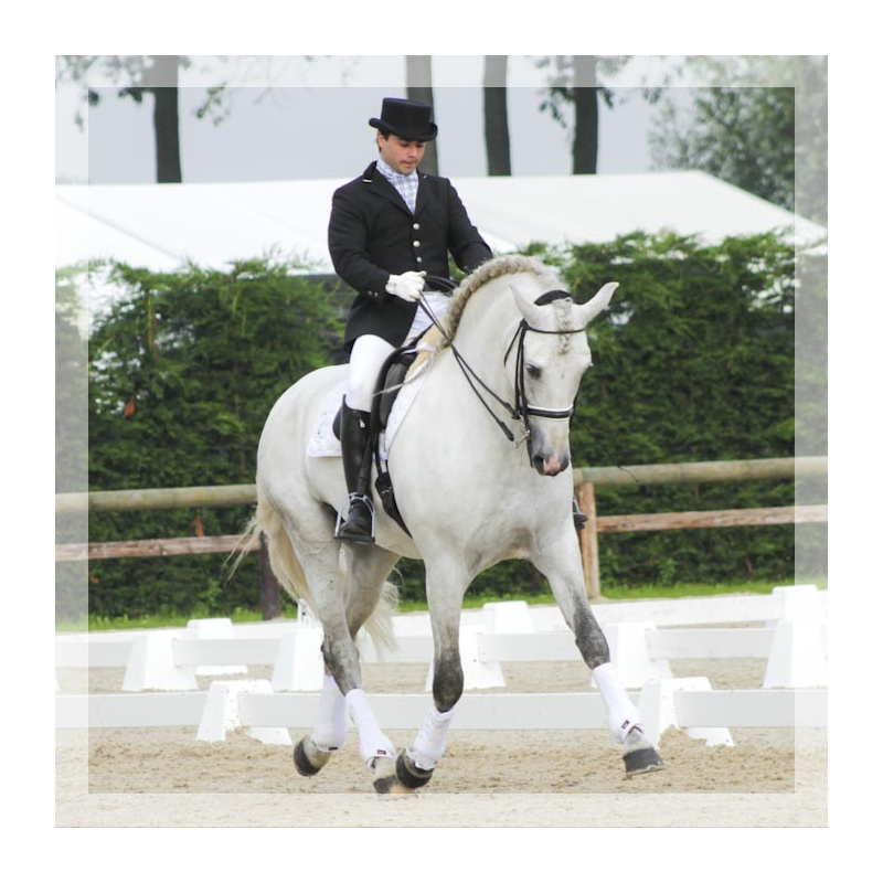 Cheval St-George « Belgique »