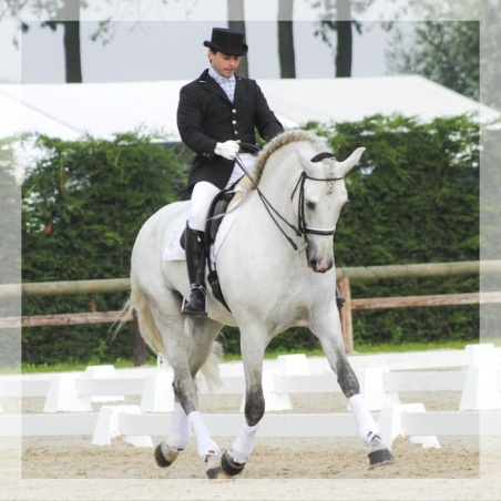 Cheval St-George « Belgique »