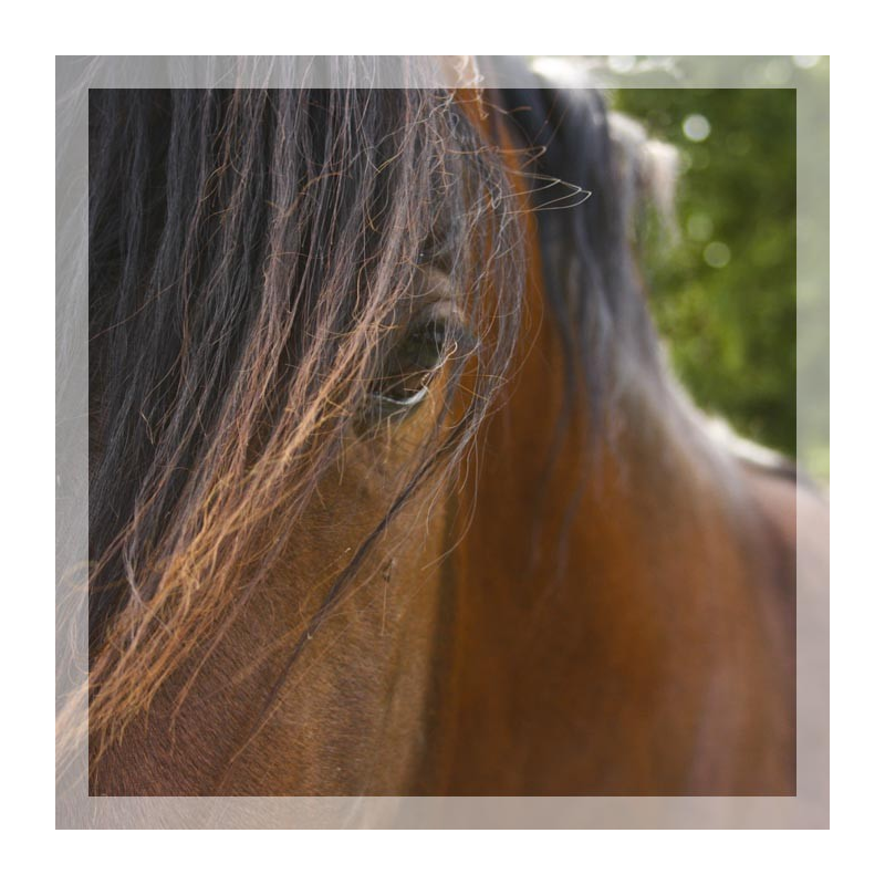 Cheval de loisir « France »