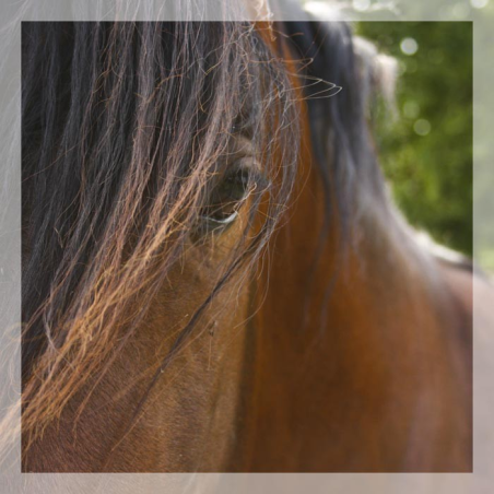 Cheval de loisir « France »