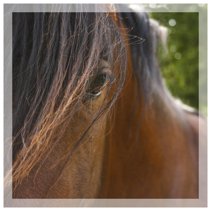 Cheval de loisir « France »