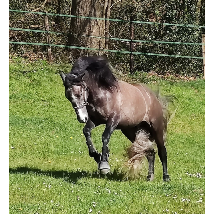 Quieto Alegria Quieto Alegria