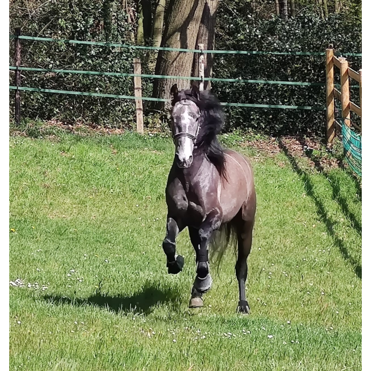 Quieto Alegria Quieto Alegria