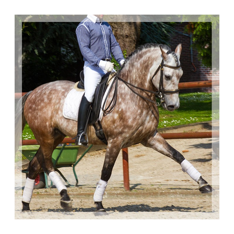 Hongre 2006 Belgique