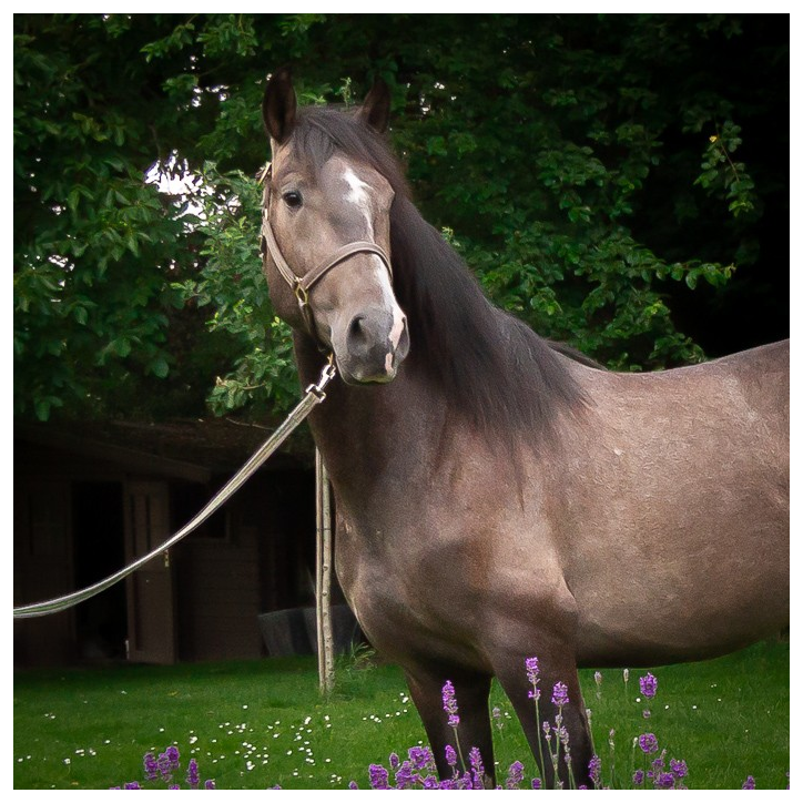 Quieto Alegria Quieto Alegria