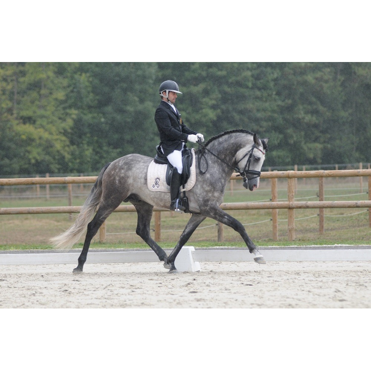 Precioso Alegria Precioso Alegria