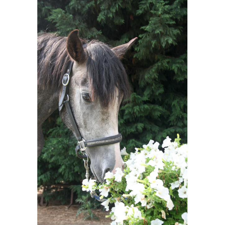 Precioso Alegria Precioso Alegria