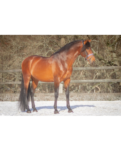 Etalon 2016 Bai travaillé